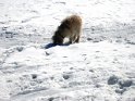 2009-01-15 13-26-40 Chienne de Philippe CGn